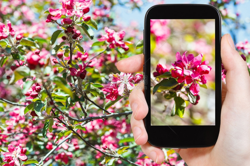 花园概念农民在智能手机背景上拍摄苹果树开花上粉红色的照片图片