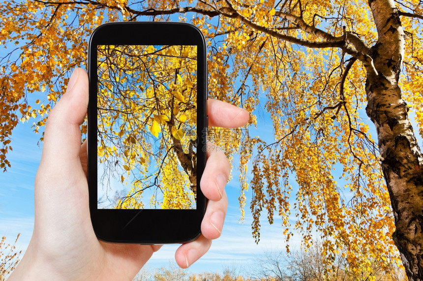 自然概念在阳光明媚的秋天用智能手机拍摄黄色Bircher的旅游照片图片