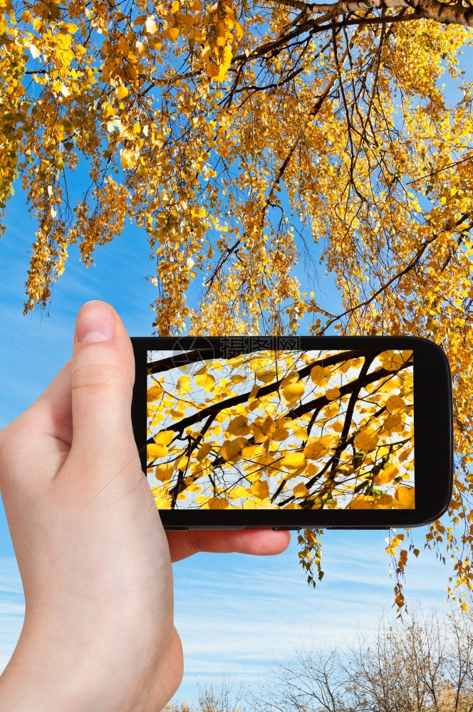 自然概念在阳光明媚的秋天在智能手机上拍摄Birch上黄叶的旅游照片图片