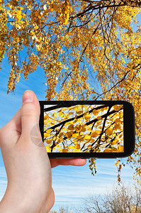 自然概念在阳光明媚的秋天在智能手机上拍摄Birch上黄叶的旅游照片图片