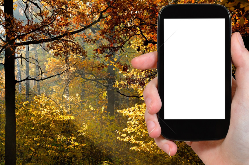 旅行概念手持智能机用剪掉的屏和秋天阳光照在背景上的森林图片