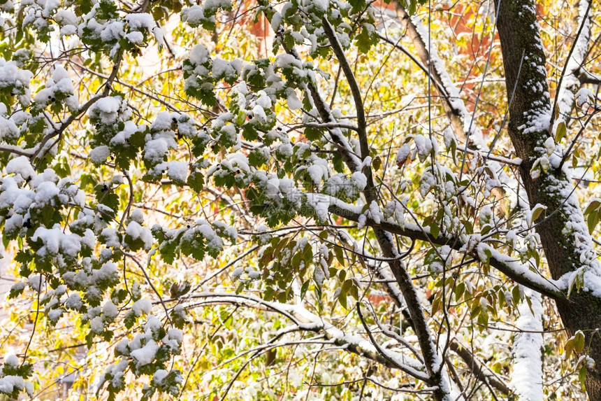 秋天第一次在树枝上下雪图片