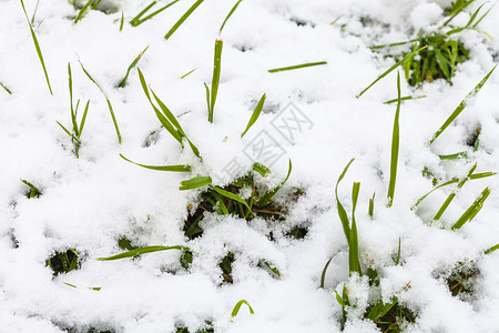 秋天第一次在绿草上下雪秋天在草地上关闭图片
