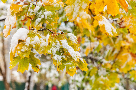 秋天红树黄叶上第一次下雪图片