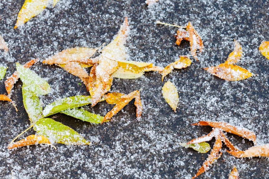 秋天沥青路上第一场雪下的冷冻叶子图片