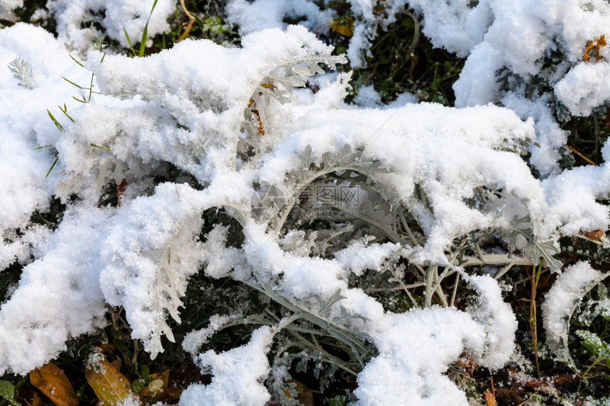 在阳光明媚的秋天傍晚关闭草坪上第一次下雪图片