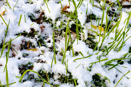 阳光明媚的秋天初雪下草上的绿背景图片