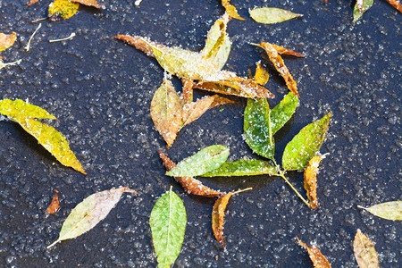 秋天在沥青路上第一次融雪后在水坑里撒上叶子图片