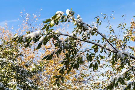 秋天第一次在绿叶上下雪蓝天在秋背景图片