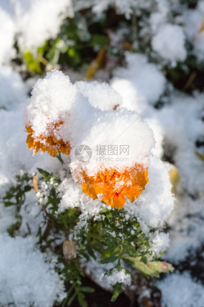 阳光明媚的秋天第一雪下的橙色花朵图片