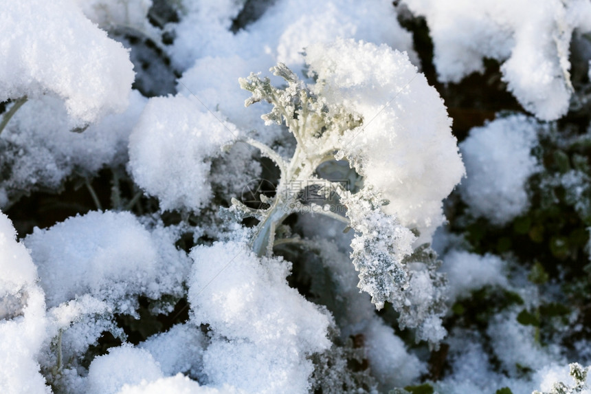 秋天太阳照亮的灰尘磨粉厂第一次下雪图片