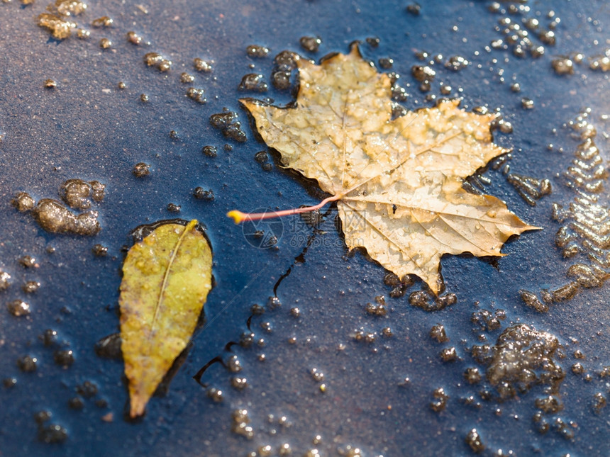 秋天第一场雪融化后黄色的落叶在水坑中流图片
