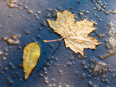 秋天第一场雪融化后黄色的落叶在水坑中流图片