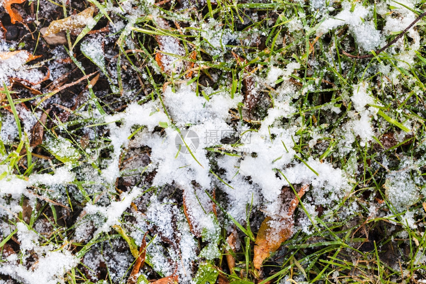 秋天第一次下雪绿草和地上的落叶图片