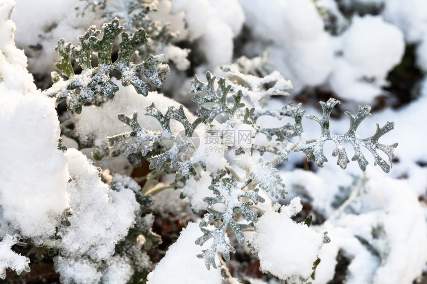 秋天阳光照耀的雅可白亚玛莉蒂植物上第一次下雪图片