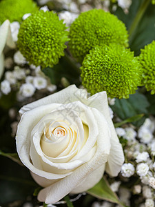 一束束鲜花中的鲜白玫瑰图片
