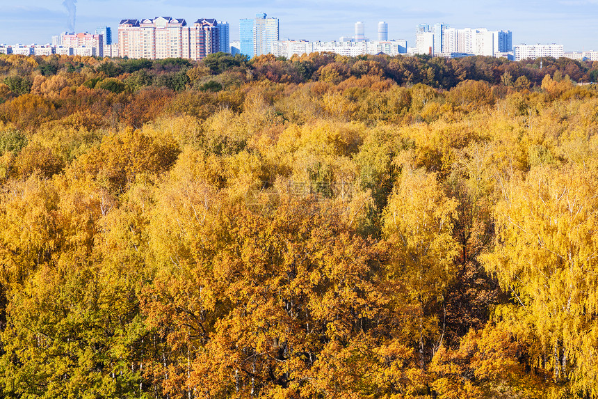 阳光明媚的秋天黄森林和城市在地平线上图片