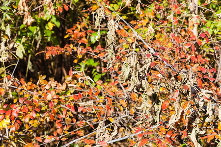 自然背景阳光明媚的秋天森林中红树叶和干枯图片