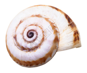 白色背景上孤立的小型地蜗牛螺旋软体壳图片