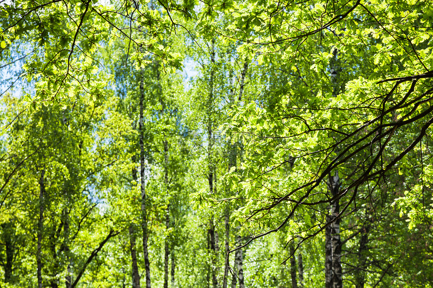 天然背景绿林背景上的橡树枝和图片