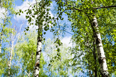自然背景森林中桦树林中绿叶的桦树图片