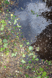 春水坑表面的青绿树叶白猫皮和花粉在泉水中坠落白花和藻类粉是季节过敏口服综合征的自然来源背景图片