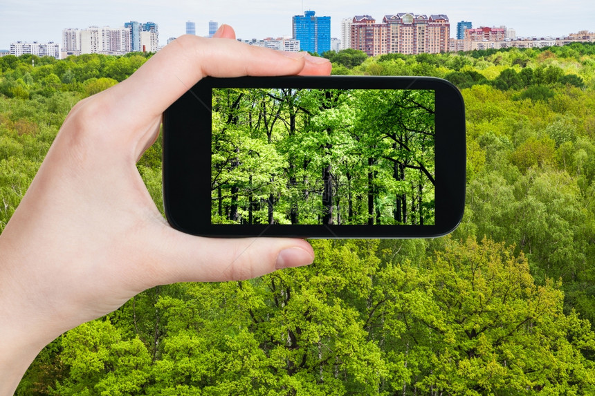 城市附近的智能手机绿夏林中的橡树图片