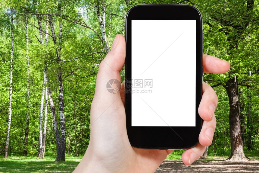 自然学家拍摄夏日森林清扫中的橡树和刺在智能手机上使用空白广告位置剪掉的屏幕图片
