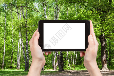 自然主义者照片面纸上绿色森林中的橡树和丛用空白广告位置剪掉的屏图片