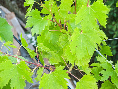 塔萨雷沃葡萄园中的绿叶布加葡萄酒区里雅高清图片