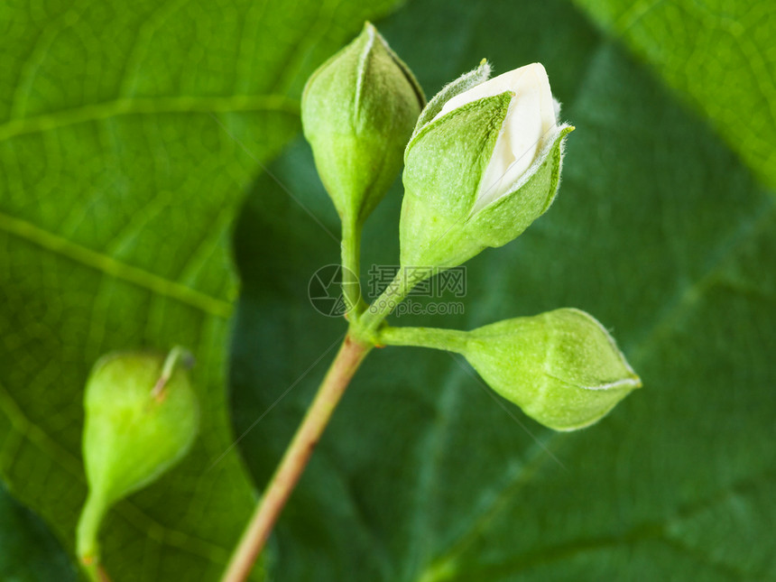 蜜衣植物的白芽与绿叶背景密闭图片