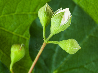 蜜衣植物的白芽与绿叶背景密闭背景图片