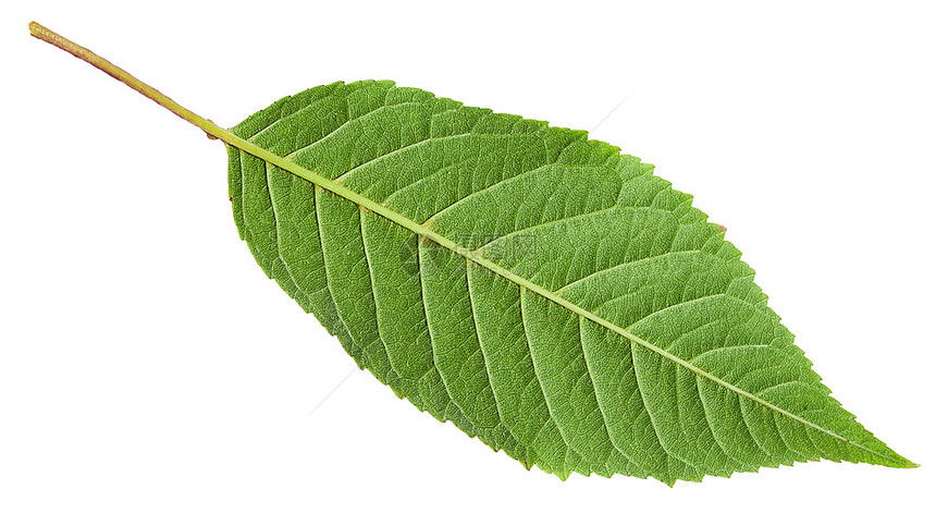 白底孤立的Sour樱桃树Prunuscerasus绿叶背面图片