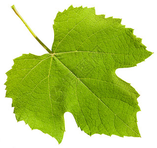 白底隔离的葡萄藤植物绿叶Vitisvinifera背景图片