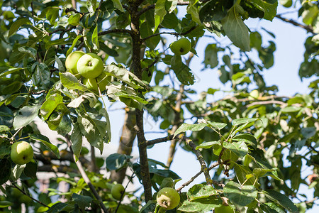 夏季日在村园中种植果树和子图片
