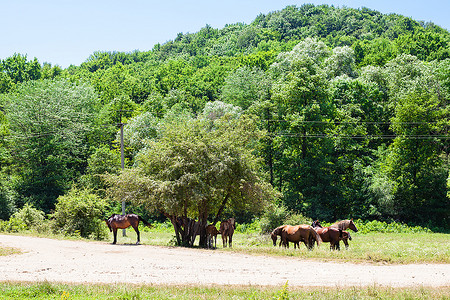 瓦克拉霍马阳光夏日北高加索地区Shapsugskaya村附近低山下有马群的农村景观背景