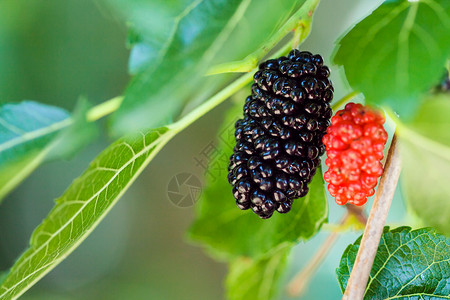 红色黑莓莫鲁斯树上的黑莓和红木莫鲁斯背景