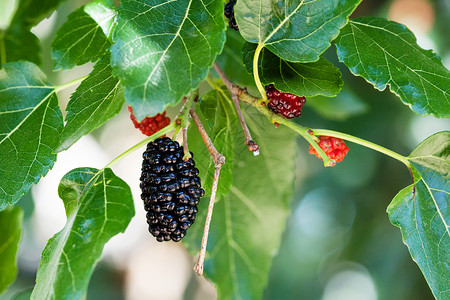 黑色苦味浆果木莓树上的黑和红背景