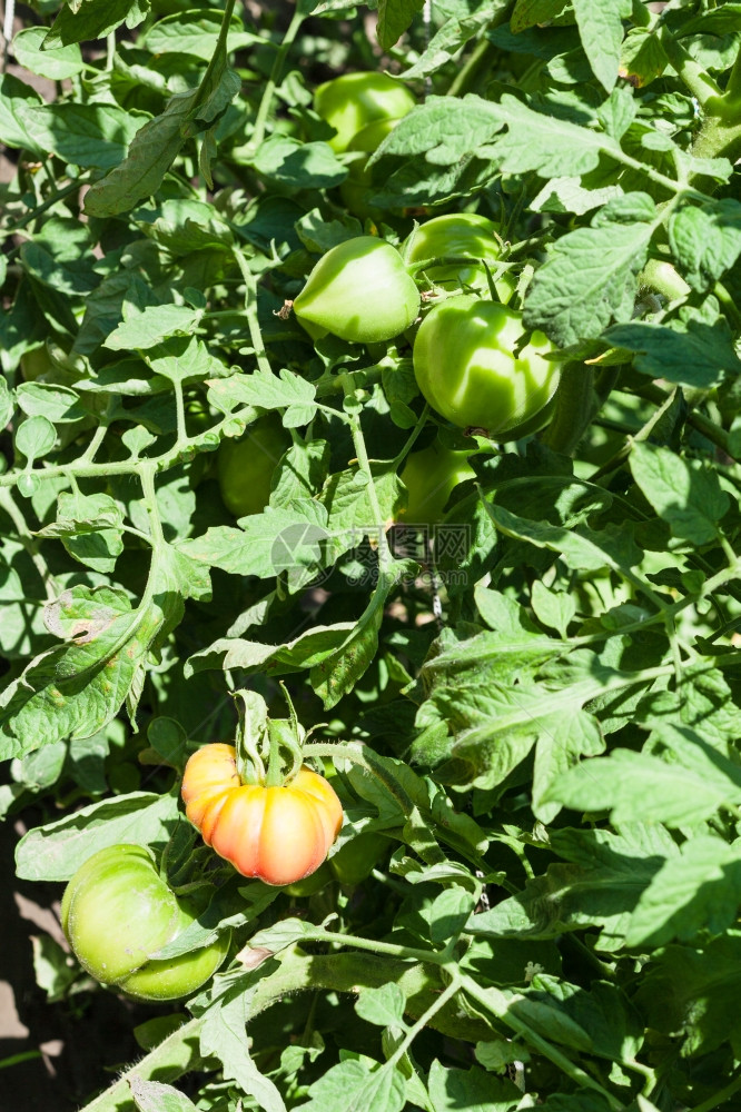 阳光明媚的夏日绿番茄和红西在灌木丛中图片
