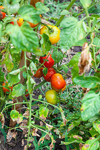 雨后蔬菜园的熟西红柿图片