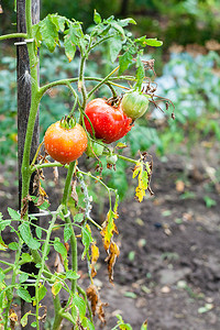 雨后菜园里有灌木的西红柿图片