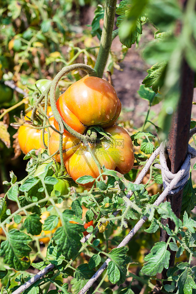 一个大番茄在花园的灌木丛上在阳光明媚的夏天图片