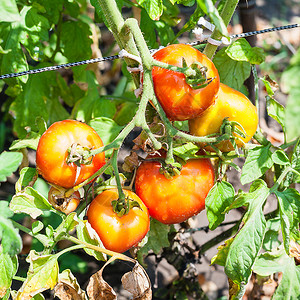 阳光明媚的夏日植物园灌木丛上红西番茄图片