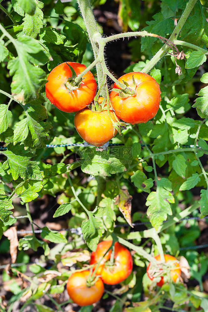 在阳光明媚的夏日植物园灌木丛中熟西红柿图片