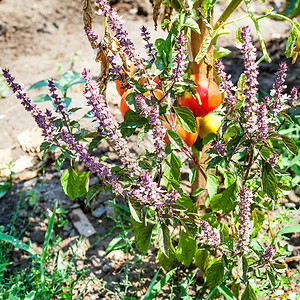 阳光明媚的夏日植物园中开花草药红番茄和黄图片