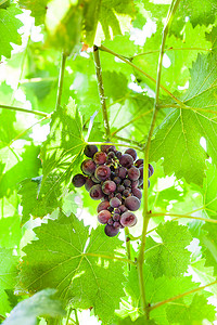 阳光明媚的夏日下葡萄上含熟的深红葡萄团图片