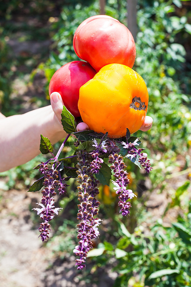 女手握着成熟的西红柿和有蔬菜园背景的basil草药的新丰收图片