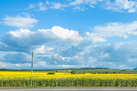 俄罗斯库班阳光明媚的夏日黄向葵花田上空白云蓝天高清图片