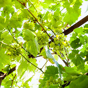 在阳光明媚的夏日和一堆绿葡萄起吃图片
