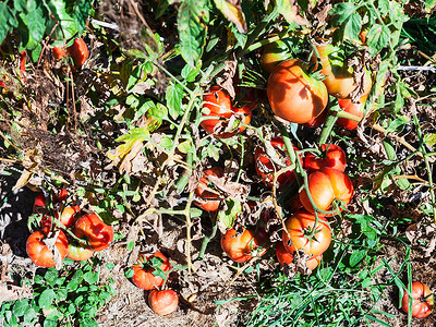 红番茄熟的在花园的木桩上被阳光染色图片